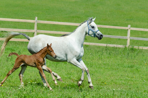 A foal in a green field. A small horse. The foal of the mare. Farm animal. Funny baby animal. The foal is peeing.