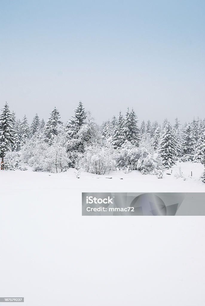 冬の風景、雪と木々 - カラー画像のロイヤリティフリーストックフォト