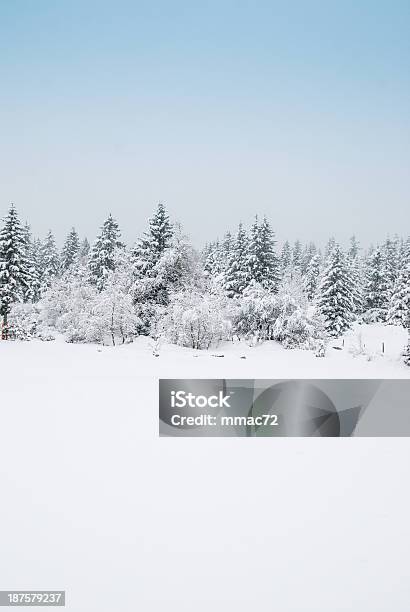 冬の風景雪と木々 - カラー画像のストックフォトや画像を多数ご用意 - カラー画像, トウヒ, フランス