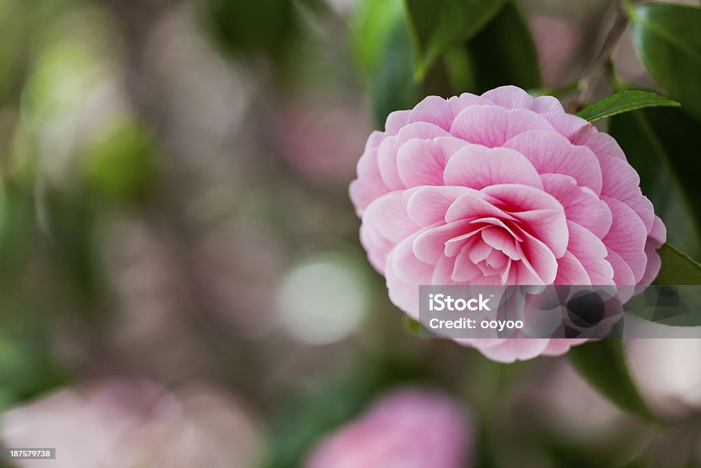 Rosa Camellia - Foto de stock de Aire libre libre de derechos