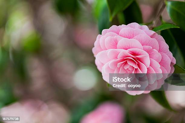 Rosa Camellia Foto de stock y más banco de imágenes de Aire libre - Aire libre, Camelia, Color - Tipo de imagen