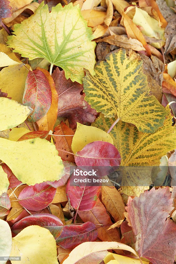 Autunno foglie (xxxl dimensioni) - Foto stock royalty-free di Albero