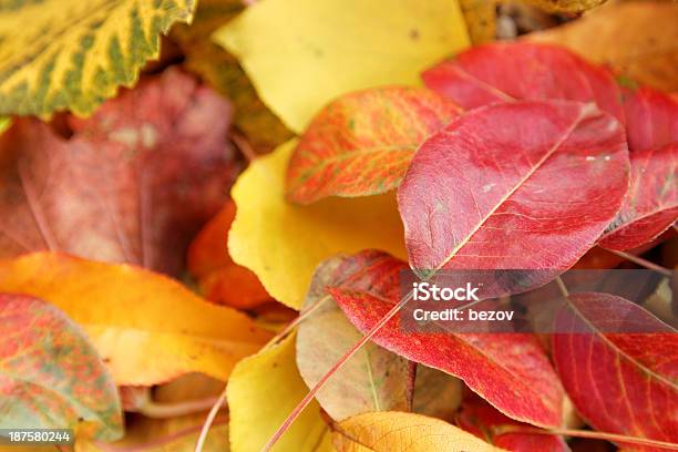 가을 낙엽 Xxxl 크기 10월에 대한 스톡 사진 및 기타 이미지 - 10월, 11월, 9월