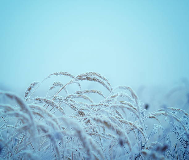 зимний трава - crossprocesed стоковые фото и изображения
