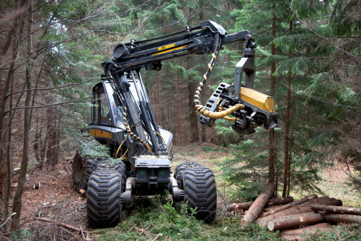 Harvesting with forest machinery. Heavy feller buncher with chains in forest.