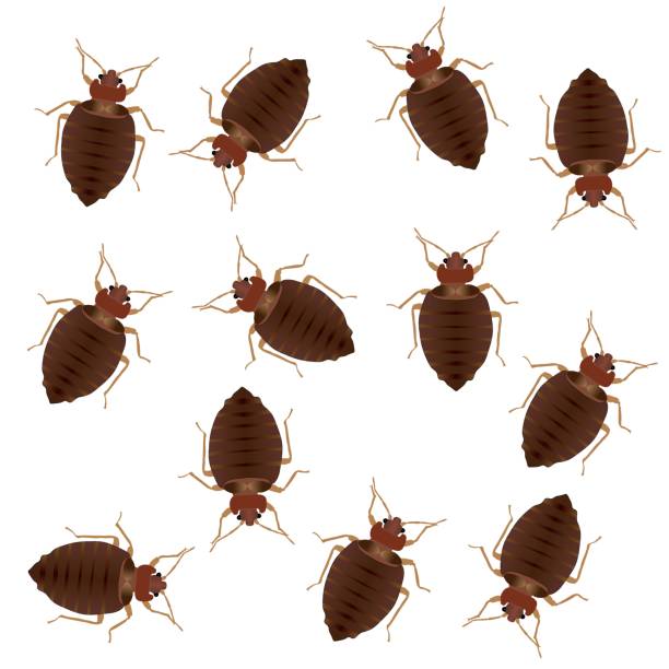 480+ Bed Bug With Eggs Stock Photos, Pictures & Royalty-Free Images ...