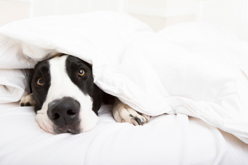 Great Dane laying in bed