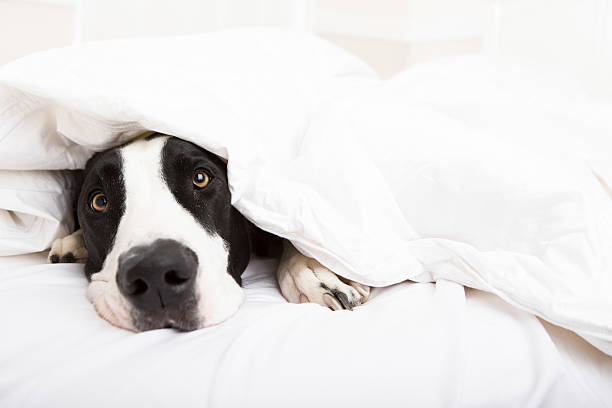 Dog laying in bed stock photo