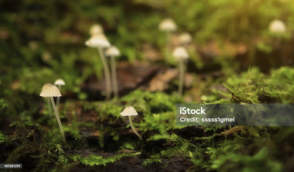 Little tipo seta familia en el bosque - Foto de stock de Bosque libre de derechos