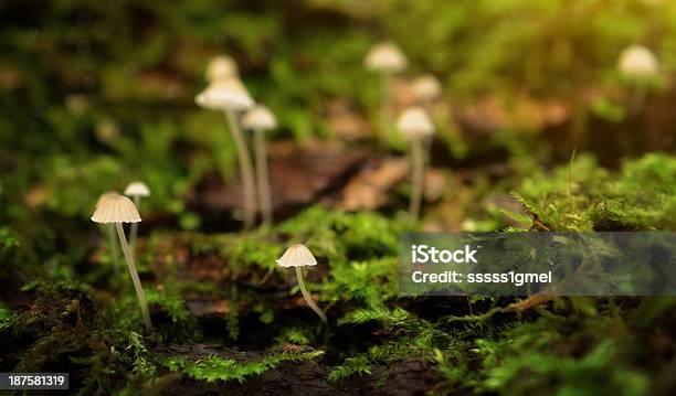 Little Tipo Seta Familia En El Bosque Foto de stock y más banco de imágenes de Bosque - Bosque, Colonia - Grupo de animales, Crecimiento