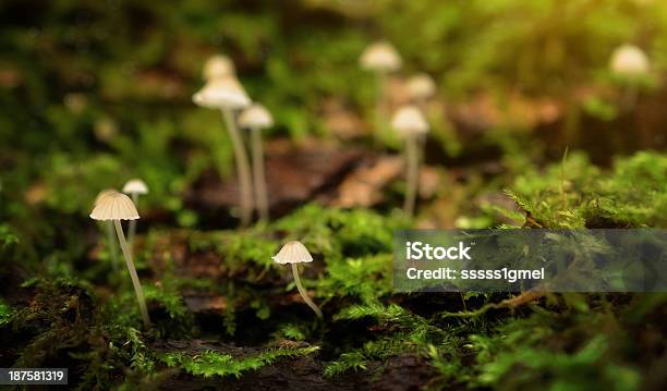 Foto de Little Cogumelo Família Na Floresta e mais fotos de stock de Colônia - Grupo de Animais - Colônia - Grupo de Animais, Crescimento, Estação do ano