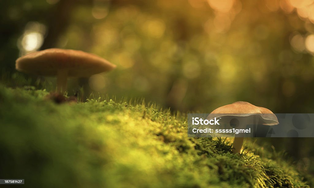 mossy hongos en la planta baja - Foto de stock de Bosque libre de derechos