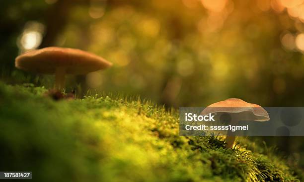 Mossy Hongos En La Planta Baja Foto de stock y más banco de imágenes de Bosque - Bosque, Colonia - Grupo de animales, Crecimiento