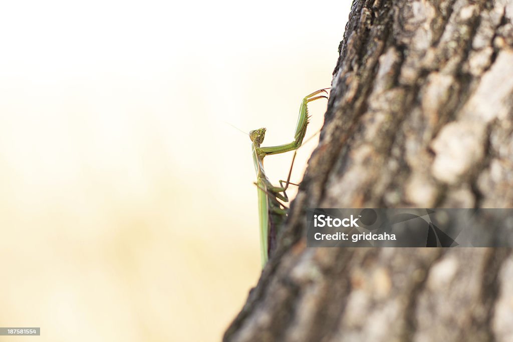 Mantis - Lizenzfrei Einzelnes Tier Stock-Foto