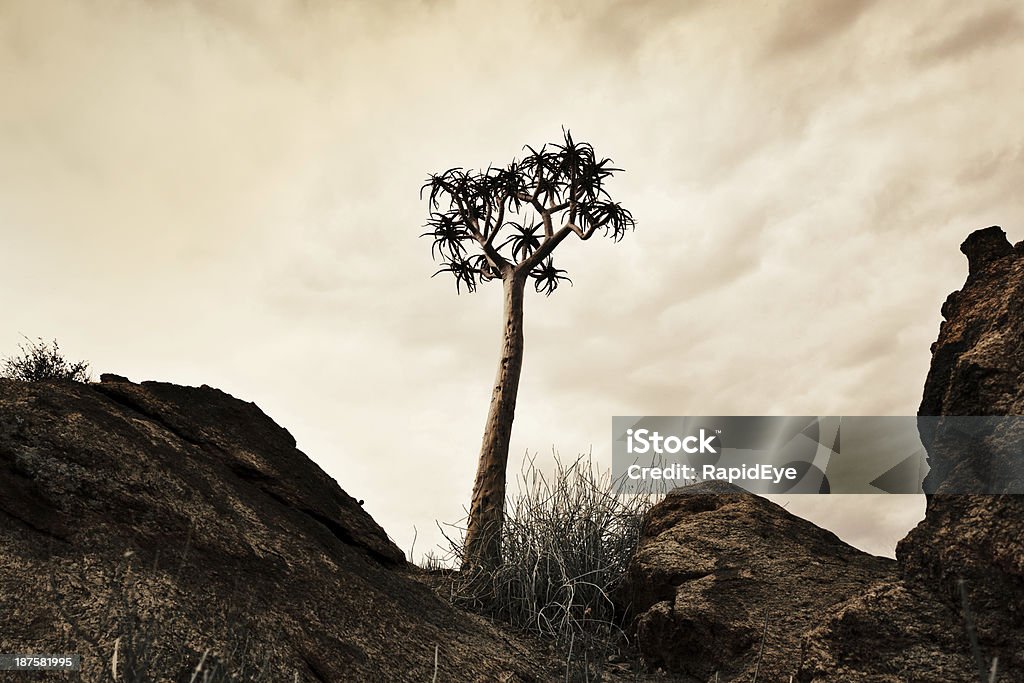 Singolo Aloe dichotoma in su un deserto di giornata nuvolosa rari - Foto stock royalty-free di Albero