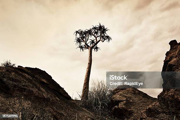 Singolo Aloe Dichotoma In Su Un Deserto Di Giornata Nuvolosa Rari - Fotografie stock e altre immagini di Albero