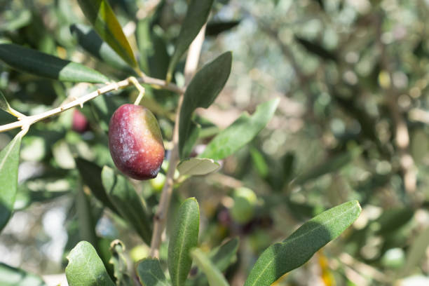 istock A single ripening olive grows on a branch of an olive tree for publication, design, poster, calendar, post, screensaver, wallpaper, cover, website. High quality photo 1875821926