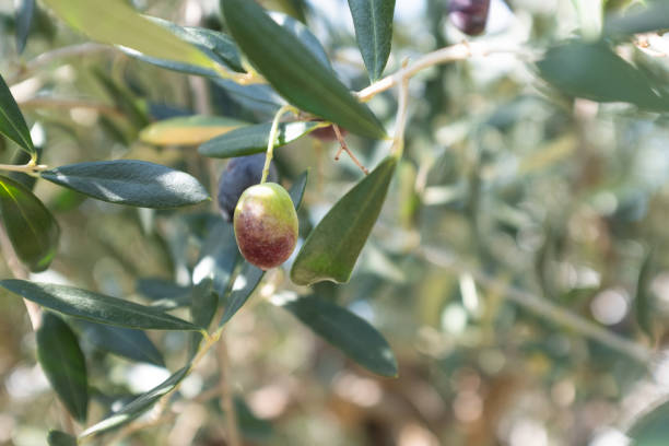istock Olive background from ripening olives growing on the branches. Crown olive tree with fruits for publication, design, poster, calendar, post, screensaver, wallpaper, cover. High quality photo 1875824488