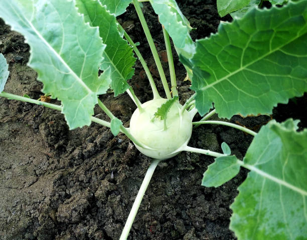 istock Kohlrabi planted in the land 1875826518