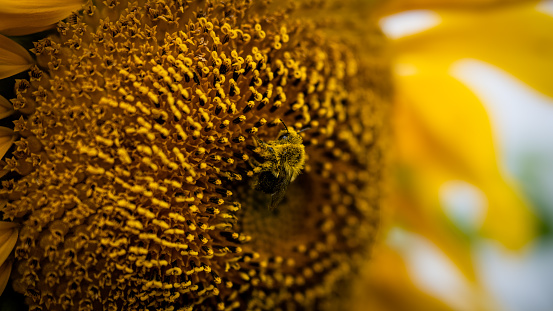 A close up of a bumblebee collecting pollen from a sunflower.