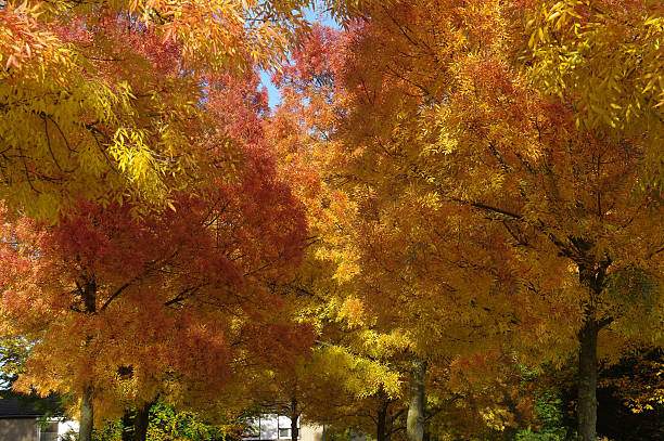 istock Golden autumn scene 187582766