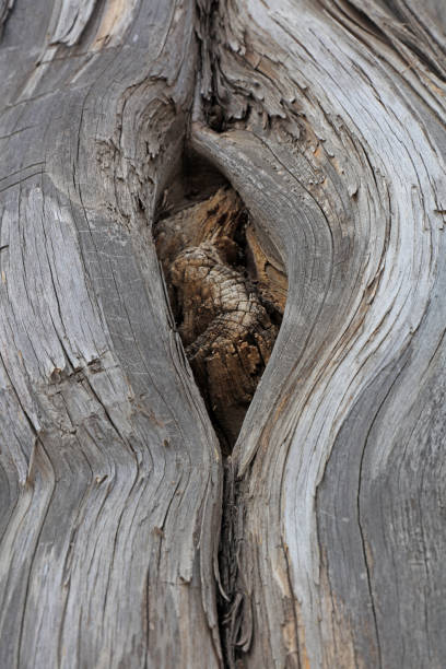istock A close-up of a dried tree hole 1875835247