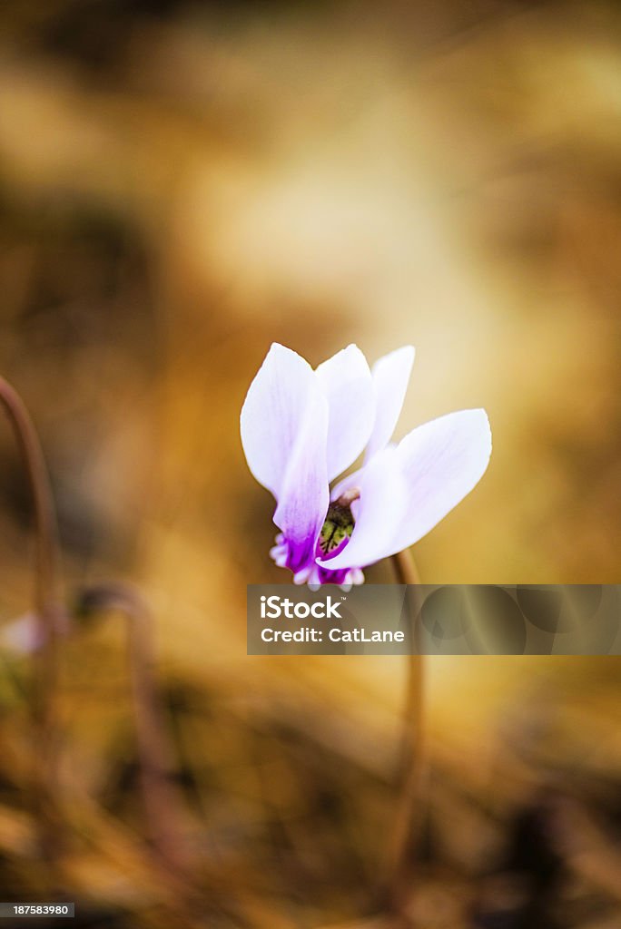 Plus petites Cyclamen sur le sol - Photo de Capitule libre de droits