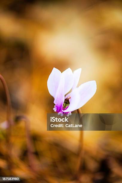 Photo libre de droit de Plus Petites Cyclamen Sur Le Sol banque d'images et plus d'images libres de droit de Capitule - Capitule, Cyclamen, Fleur - Flore