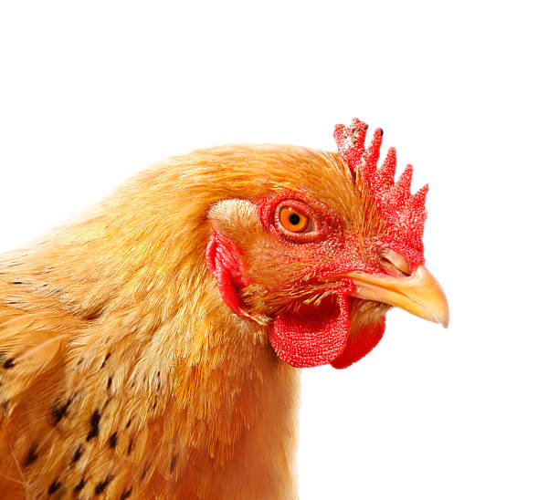istock Head of hen 187583984