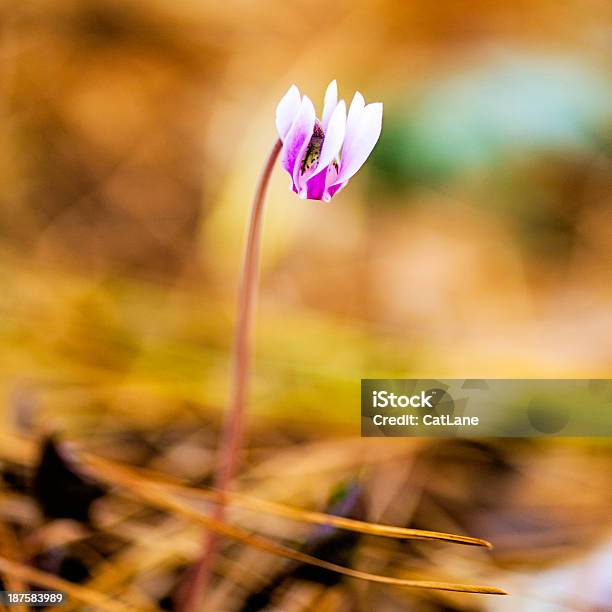 Foto de Cíclame Pequenos Crescendo No Chão Da Floresta e mais fotos de stock de Beleza natural - Natureza - Beleza natural - Natureza, Botão - Estágio de flora, Cabeça da flor