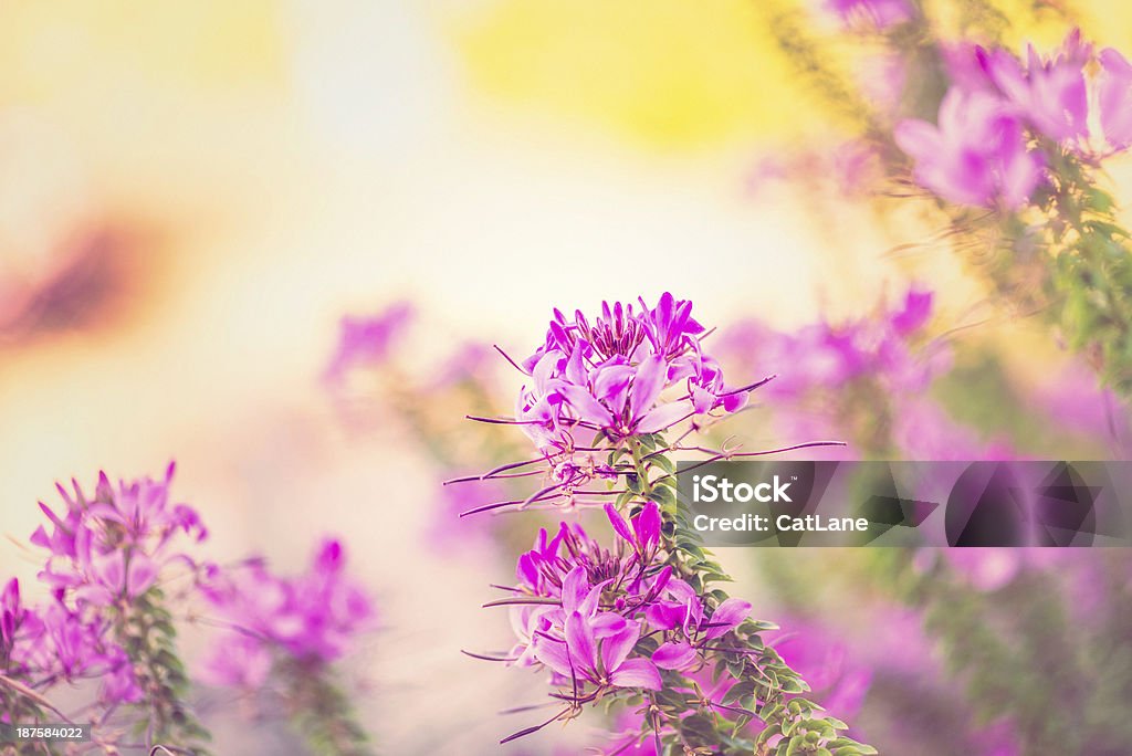 Dzikie kwiaty żywe - Zbiór zdjęć royalty-free (Bez ludzi)