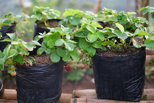Close-up shot of young strawberry plants in black plastic seedling bag