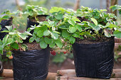 Young Strawberry Plants in Black Plastic Seedling Bag