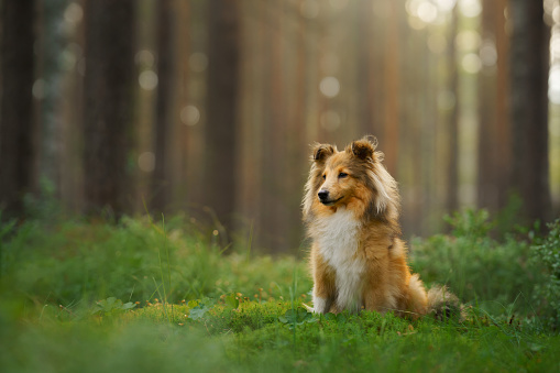 red sheltie dog in the green forest. Pet on the nature. tracking, hiking, travel