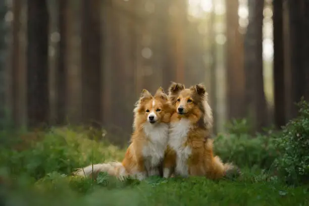 red two sheltie dogs in the green forest. Pet on the nature. tracking, hiking, travel