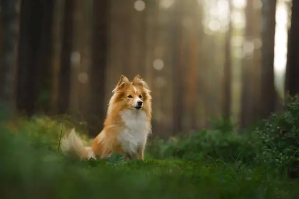 red sheltie dog in the green forest. Pet on the nature. tracking, hiking, travel