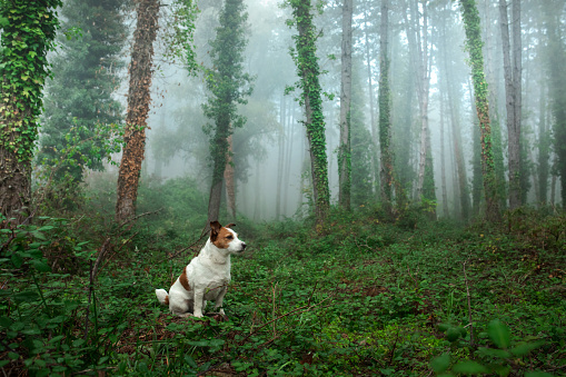 red dog in foggy forest. Jack Russell Terrier in nature.