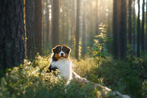 dog in forest the sunbeams. Australian shepherd on nature