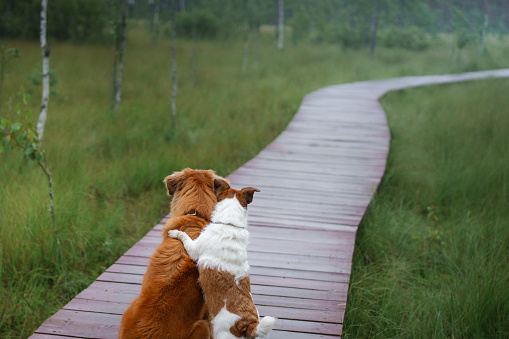 two dogs on a wooden path. Nova Scotia Duck Tolling Retriever and jack russell terrier walk