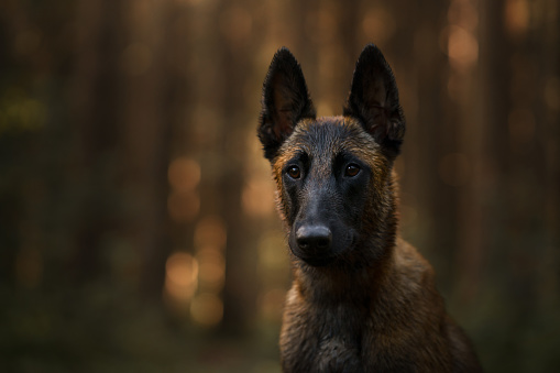 Belgian shepherd dog in the forest. portrait Malinois in nature. wood Landscape with a pet