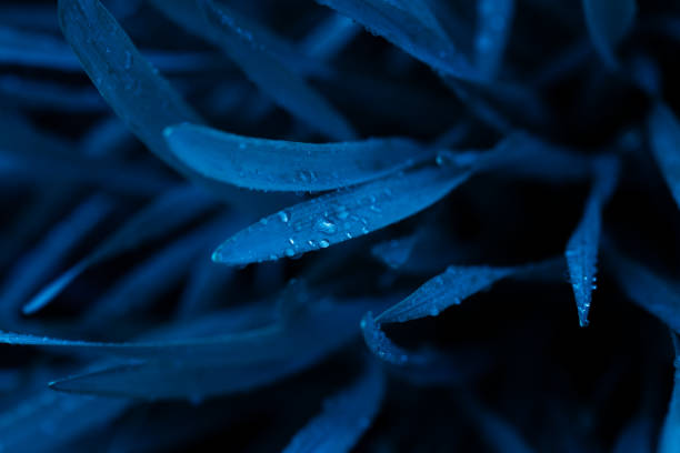istock Beautiful foliage in blue color. Nature background for your design. 1875849934