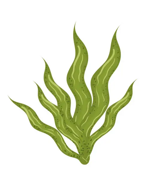 Vector illustration of seaweed sea icon