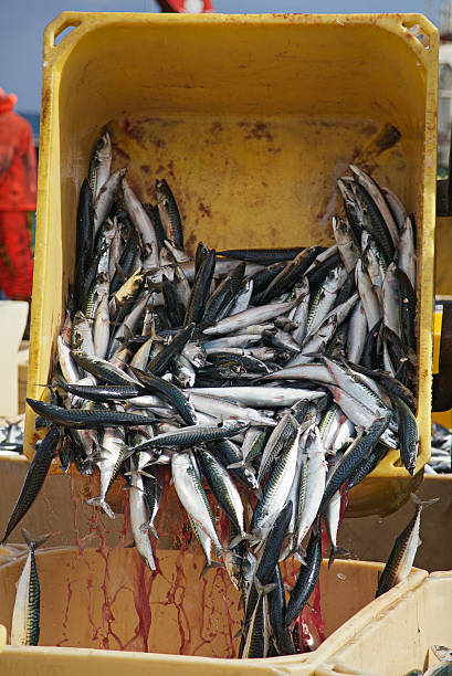 istock Freshly caught fish in the Westfjords-Iceland. 187585664