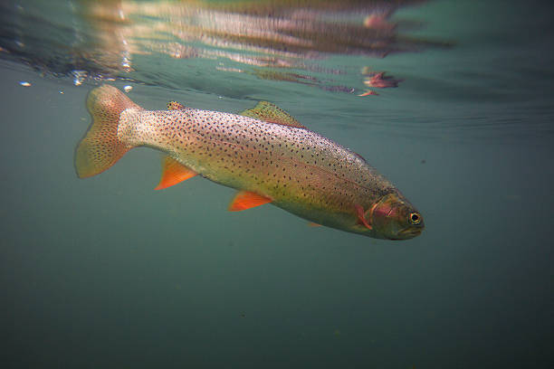 istock Cutthroat trout in clear blue water 187585870
