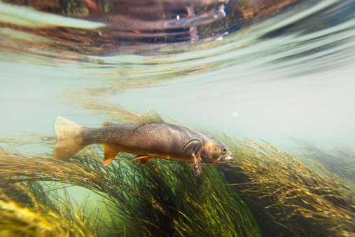 An underwater view of a cutthroat trout in a stream swimming amongst the seaweed.