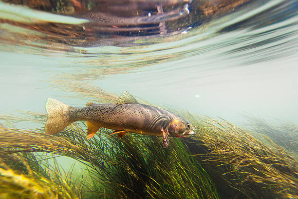 truta-feroz nadar agains a actual - freshwater fish imagens e fotografias de stock