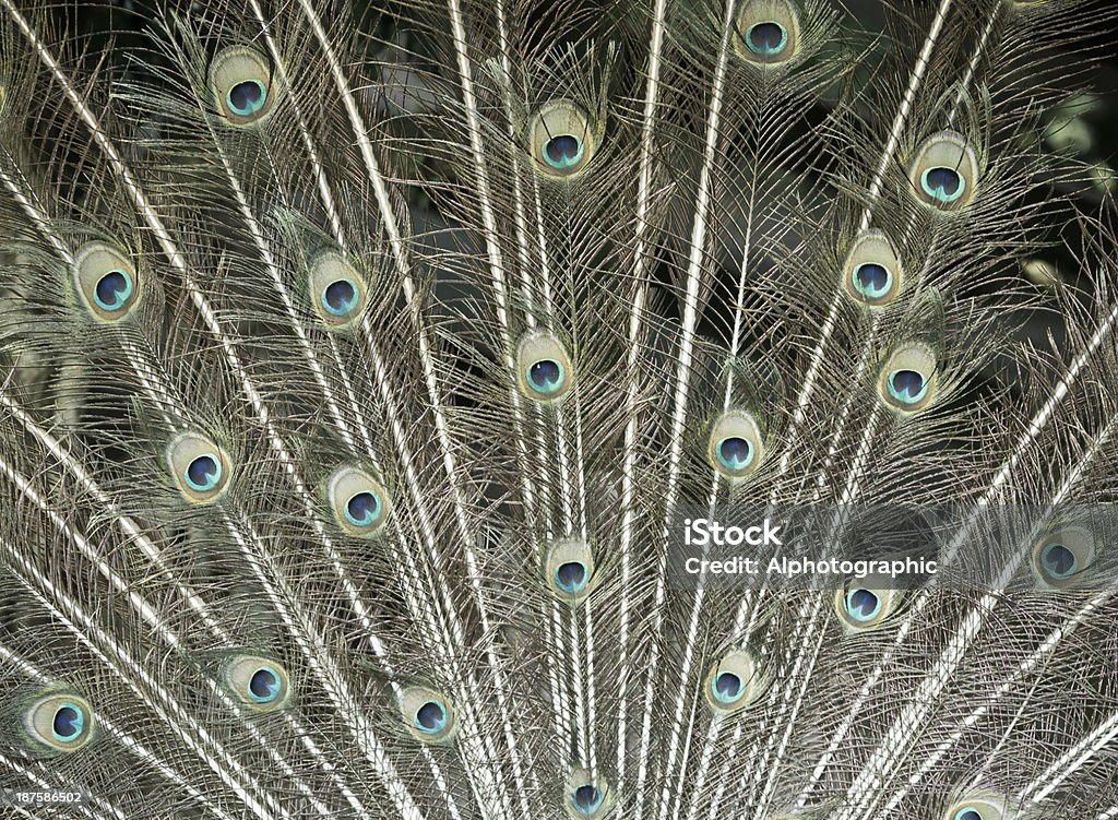 Olhos de penas de pavão - Foto de stock de Animal royalty-free