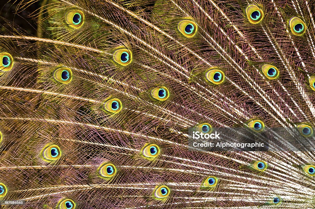 Olhos de penas de pavão - Foto de stock de Animal royalty-free