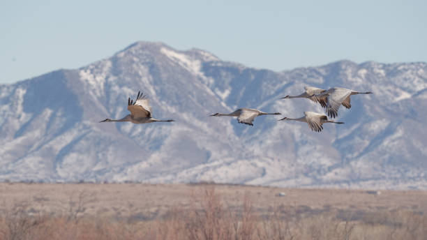 istock Sandhill Cranes flying against snowcapped mountain 1875879649