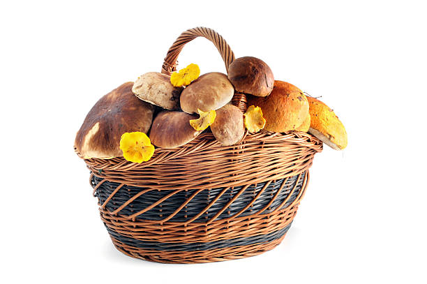 basket with penny bun mushroom and golden chanterelle mushroom (Cantharellus cibarius). Isolated background.